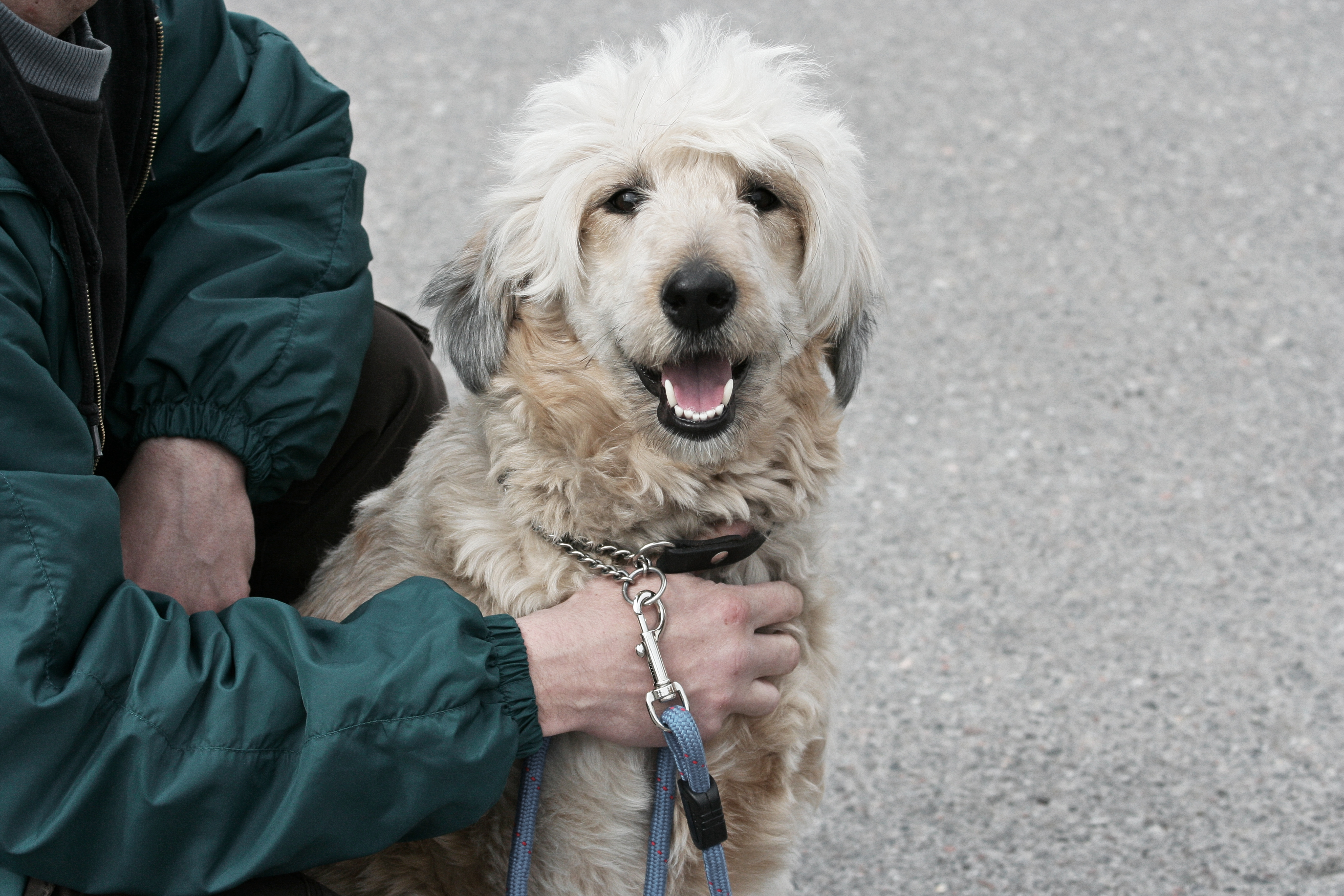 Lär känna hunden Lär känna hunden Bono. Tillsammans lär vi oss att ta hand om en hund. Vi går ut på promenader och pratar om vad som är viktigt att veta.