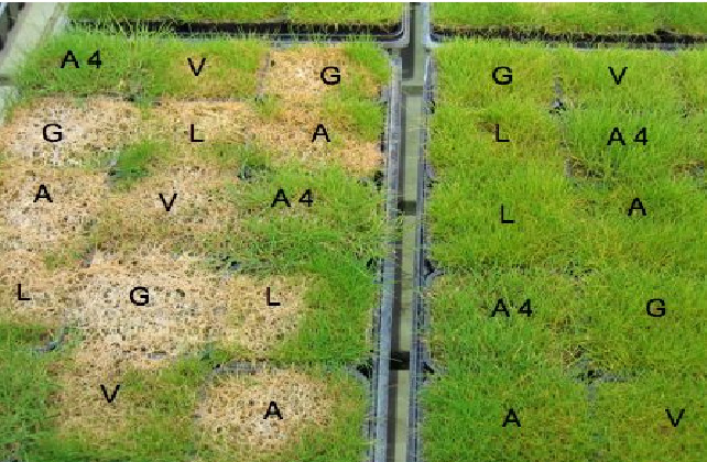 Alla gräsplantor blev smittade med Microdochium nivale. Venplantorna i krukorna till vänster var inte härdade och de flesta blev angripna av snömögel.