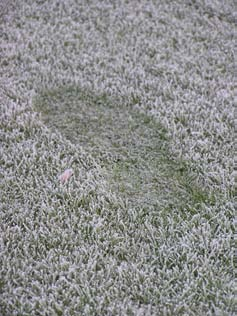 Långvarigt snötäcke stänger ute ljuset, men eftersom temperaturen hålls konstant runt noll grader är respirationen (andningen) låg.