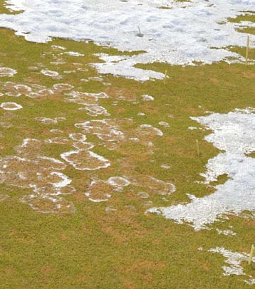 Denna svamp behöver inte snötäcke för att orsaka sjukdom, utan kan angripa gräset under växtsäsongen om det är kyligt och fuktigt.