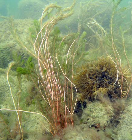 hårdbottensflora och fauna. Däremellan ryms många normaleponerade områden, som upptar en stor del av området och har för norra Bottenhavet representativa kustbottnar, flora och fauna.