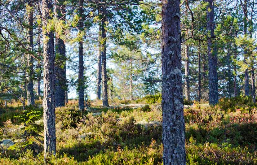 3 FoU-inriktning Norrskogs Forskningsstiftelse ska med sin verksamhet främja lönsamheten i familjeskogsbruket.