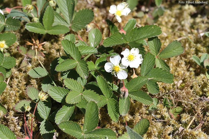 Fragaria viridis Weston.- Backsmultron Diploid - 2n = 14 (Darrow 1966) Fragaria viridis är en uppåtväxande, nätt perenn som blir mellan 5 och 20 cm hög.