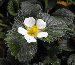 Fragaria nilgerrensis Schltdl. Diploid - 2n = 14 (Darrow 1966) Fragaria nilgerrensis är en av de mer robusta och kompaktväxande arterna inom Fragaria. Plantorna blir mellan 5 och 25 cm höga.