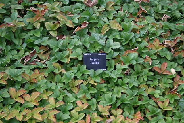 Fragaria nubicola (Hook.f.) Lindl. Diploid - 2n = 14 kromosomer (Darrow 1966) Fragaria nubicola är en nätt, liten perenn ört som blir mellan 4 och 25 cm hög. Arten beskrivs vara närbesläktad med F.