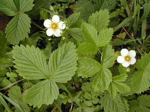 Fragaria orientalis Lozinsk. Tetraploid - 2n = 28 kromosomer (Darrow 1966) Fragaria orientalis är en liten perenn ört som blir mellan 5 och 30 cm hög. Artens stoloner är långa och smala.