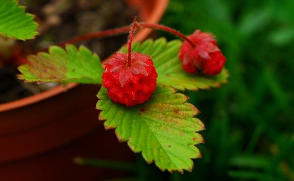 Figur 7. F. moupinensis. (Cédric Basset, 2013) Fragaria moupinensis växer naturligt i sydvästra Kina kring Gansu, Shaanxi, Sichuan, Yunnan och i Tibet.