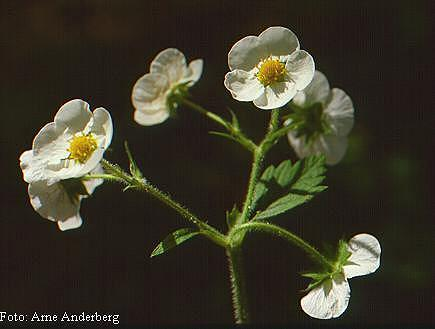 enkönade. När frukten mognat tyngs blomställningarna ner mot marken (Mossberg och Stenberg 2003, Darrow 1966, Hummer m.fl. 2011, Hancock 1999). Figur 8. Fragaria moschata.