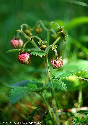 Figur 9. Fragaria moschata. Anna- Lena Anderberg 1997) Fragaria moschata är anpassad för ett kallare klimat än många andra arter inom Fragaria.