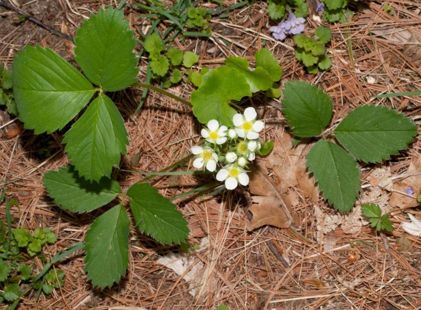 Figur 10. Fragaria virginiana. (Thomas H. Kent, 2013) Den mogna frukten är vanligtvis mellan 0,5 och 2 cm i diameter, men kan i undantagsfall bli så stor som 3 cm. Till formen är frukten hos F.