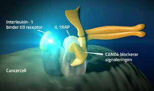 Cantargia utvecklar en antikroppsbaserad cancerterapi, CAN04, som slår mot cancern på två sätt.