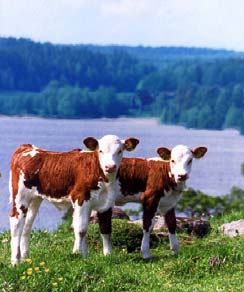 Kornas avkastningsnivå har stor betydelse för mängden metan per mjölk (g). Teoretisk beräkning. 15 1 14,3 13,2 12 Hur blir det om vi ska producera både mjölk och kött?