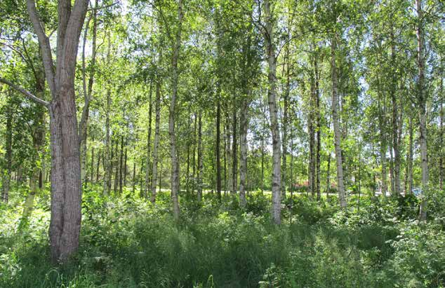 7. KRISTALLPARKEN MINDRE PARK- OCH LEKOMRÅDE Bostadsnära natur Ca 1,8 ha S:III/1987 Park eller plantering leksak och en liten grässkopa.