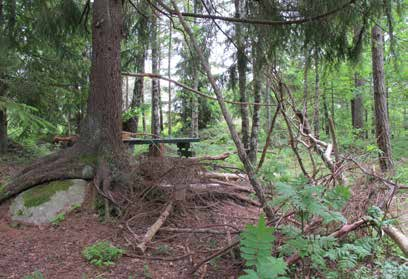 Vegetationen består av allt från öppen tallskog till mer sluten blandskog.