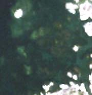 Flygbilden som alternativ Upplösning: ~2.5 m MULTI (blått, grönt, rött och/eller närinfrarött) 0.5 m PAN Radiometrisk upplösning: 8 bitar 12 bitar?
