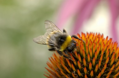 Syftet med förevarande delprojekt var att översiktligt se vilka förutsättningar det fanns för pollinatörer, d.v.s. vilka nektarkällor det fanns, på Augustenborgs gröna tak.