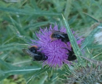 2 Inledning Lonaprojektet Samverkan kring pollinatörer och ekosystemtjänster har genomförts i Malmö under åren 2012-2015. Det är ett pilotprojekt utfört i mindre skala.