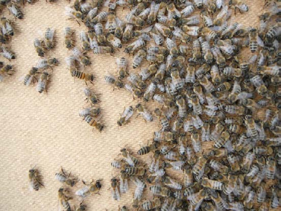 Viss utrustning som honungsslunga har lånats in från Lonaprojektet på Augustenborg. Under år 2012 har bina producerat cirka 100 kg honung.