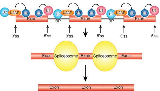 Bilden är tagen från källa 13 i referenslistan. Exondefinition kan ske i pre-mrna med fler och mycket längre intronregioner (se figur 10).