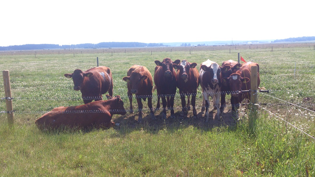 Sveriges lantbruksuniversitet Fakulteten för veterinärmedicin och husdjursvetenskap Swedish University of Agricultural Sciences Faculty of Veterinary Medicine and Animal Science Nötkreaturs