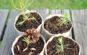 För att de ska gro krävs en köldperiod. Placera därför de sådda fröna utomhus. Följ utvecklingen av tallplantan. Genom att så frön varje år går det att följa årstillväxten.