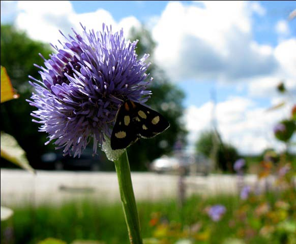 Skalbaggar: Humlebagge Trichius fasciatus, fläckhornad blombock