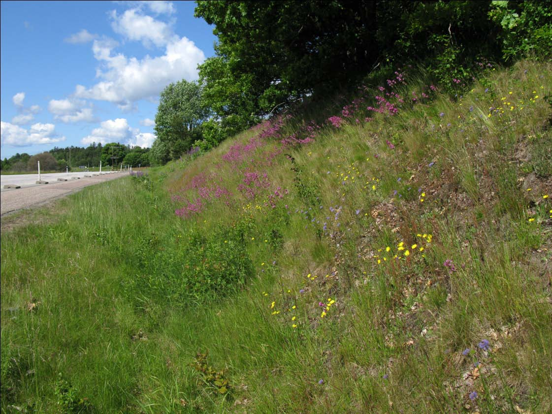 Gråfibbla och tjärblomster 21 juni Flora Rikligt: Blåmunkar, tjärblomster, stormåra Vanliga: Gökärt, nagelört, gråfibbla, backnejlika,