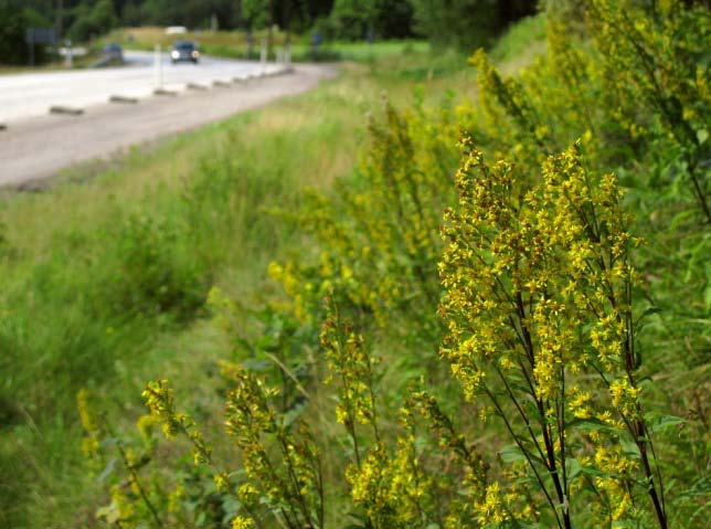 tidigare påträffats i Västsverige,