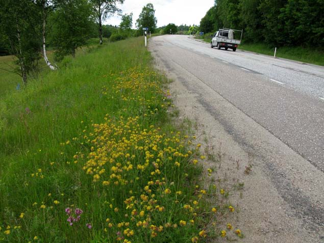 Vägren 2b En ca 100 m lång sträcka av en sydvänd och solbelyst vägren med rikligare blomning av bl a getväppling. Vägrenen fortsätter åt både väster och öster.