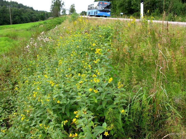 åkervädd, grässtjärnblomma, gråfibbla, gulvial, blåmunkar, ljung, renfana Blommande träd och buskar: Apel, hagtorn, björnbär Insekter Endast enstaka besök har