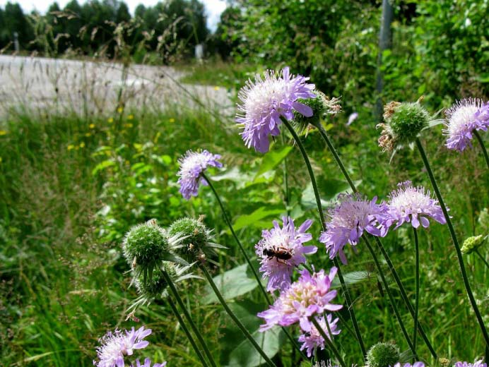 Vägrenen hotas av uppslag av bl a sälg, asp Sälg, som är mycket viktigt för vildbin och andra insekter på våren, står i ovankanten av skärningen.