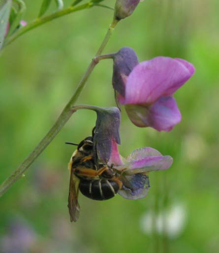 Fjärilar: Ängssmygare, citronfjäril, aurorafjäril, grönsnabbvinge, liten guldvinge Indikatorarter: Väddsandbi Andrena hattorfiana, vialsandbi Andrena lathyri,