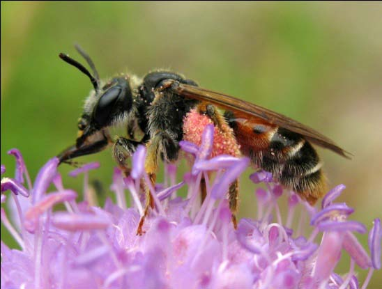 Kommentarer till några intressantare arter Väddsandbi Andrena hattorfiana (NT, nära hotad) Tv en hona av väddsandbi med rosa pollen som kommer från åkervädd.