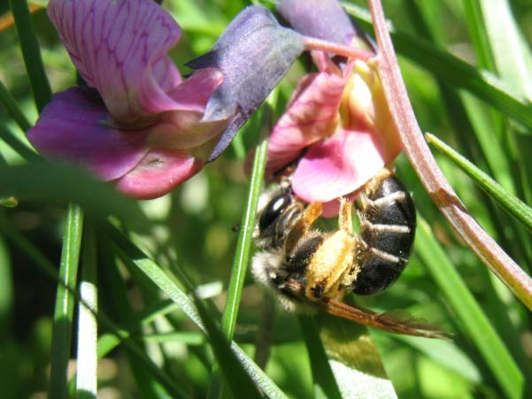 Vialsandbi Andrena lathyri Detta är ett 13-14 mm stort bi med gulbrun mellankropp och en svart bakkropp med vita ränder.