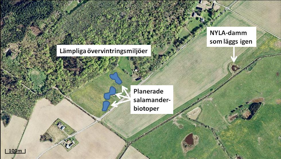 Mycket bra läge för salamanderbiotoper i en delvis kuperad betesmark där en dräneringsledning