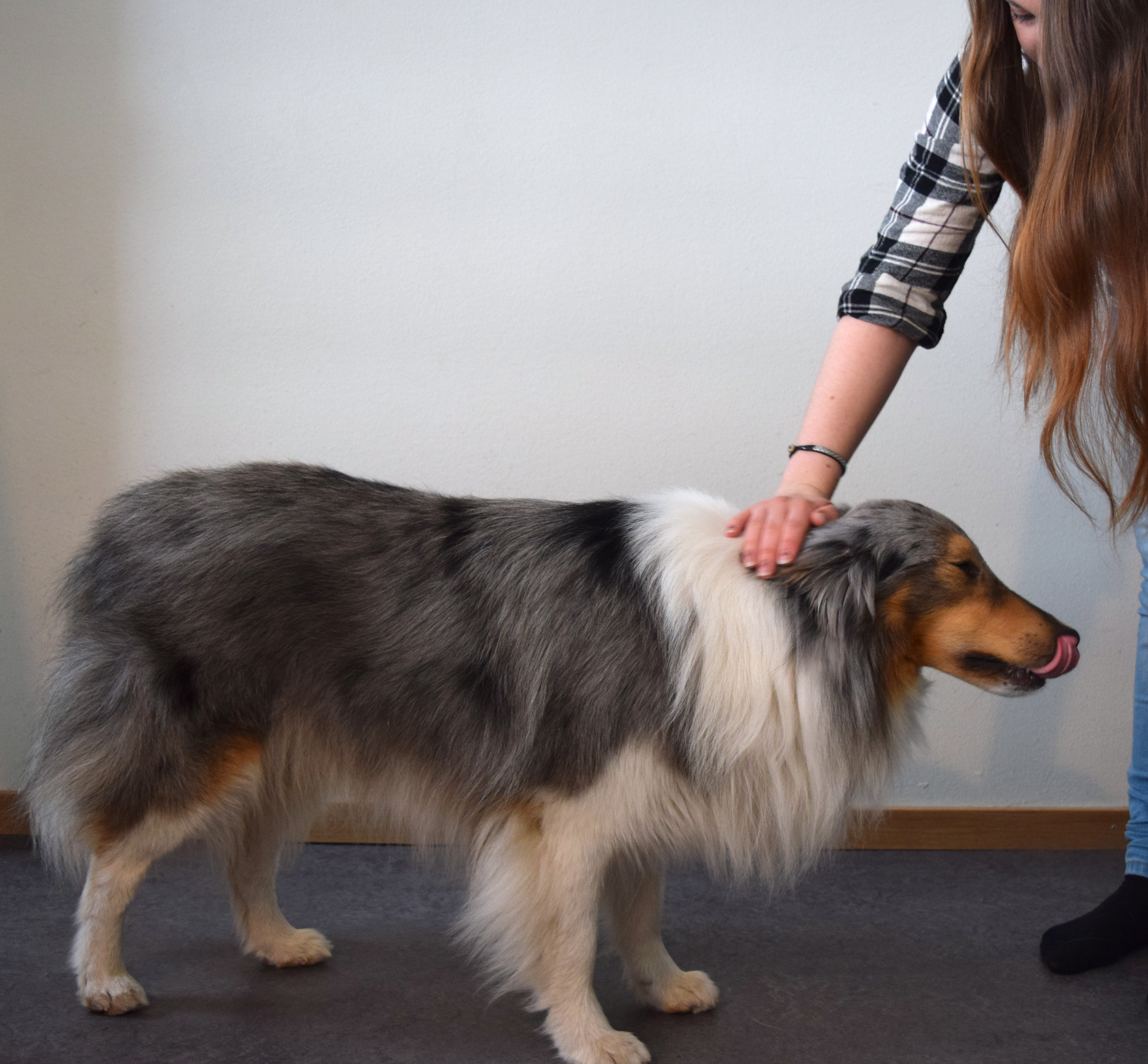 de närmar sig hunden på ett felaktigt sätt (Yin, 2014). När personalen ska hälsa på hunden är det viktigt att de inte gör detta på ett sätt som kan uppfattas som hotfullt för hunden (Yin, 2014).