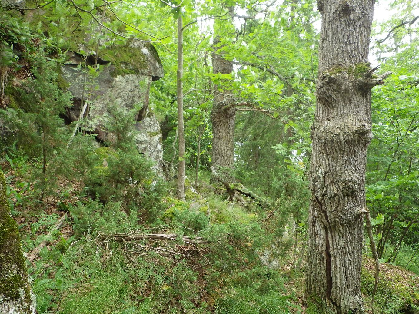 på relativt rakstammiga träd med en mer ordinär diameter vars ålder uppskattas till mellan 150 200 år (Hagström 2015). Bild 2. Längs med Ärlångens östra strand förekommer ekpricklav på flera lokaler.