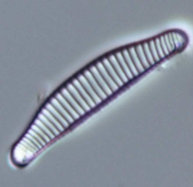 group III), Amphora pediculus, Cocconeis placentula-gruppen och Planothidium frequentissimum. Figur 7.