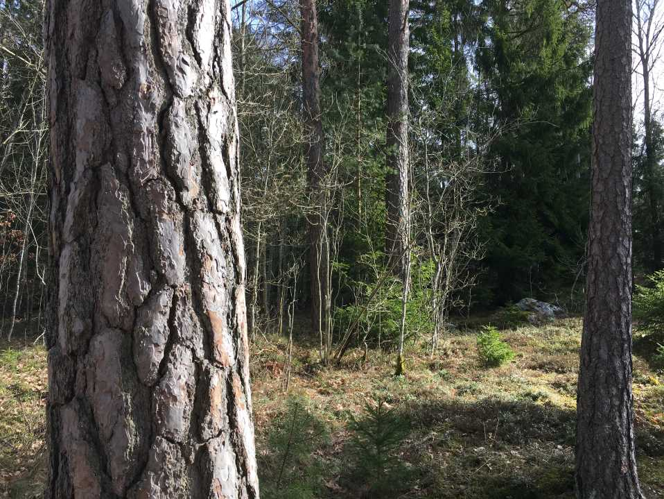 Obebyggdlantbruksfastighet med närhet till Vänern.