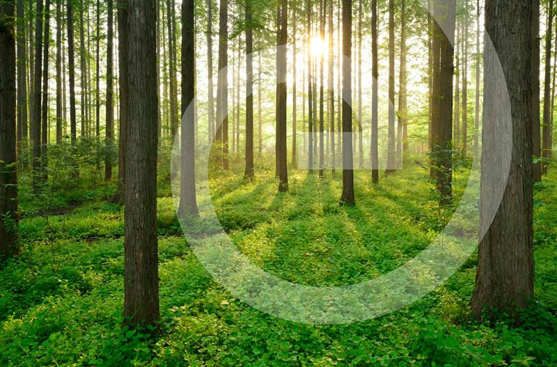 Internationell utblick - biogas Mattias Svensson,