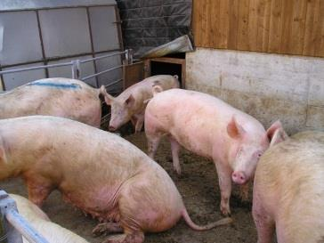 within biogas