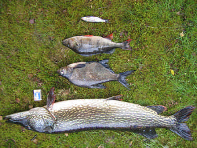 Nätprovfiske i Hallands län 24 insatserna har gynnsam effekt på sjöns fisksamhälle. Yabergssjön (63159 135258) Sjöbeskrivning Sjökaraktär Bild 4. Fiskarter i Hallasjön.
