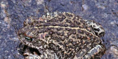 Uppföljning av stinkpaddans (Bufo calamita) populationsstatus längs Bohuskusten Foto: Claes Andrén Sammanfattning På uppdrag av Länsstyrelsen i Västra Götaland har Svensk Naturförvaltning AB tagit