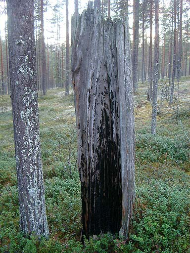 Bedömning på flygbilden Bedömning i fält Område nr.