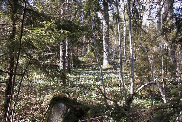 Före och efter gallring, från samma fotopunkt Nyckelbiotopen vid Norra Vi på våren, dels