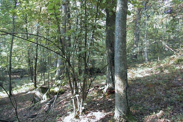 Naturreservatet Rya åsar vid Borås, före gallring (sommaren 2002) och efter gallring, sommaren 2003 (nederst).