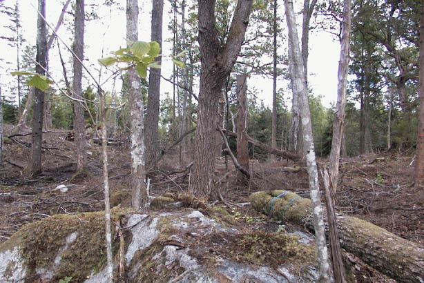 Vid Sandviksås togs också grenar och toppar av gran ut, även om del död ved finns kvar.