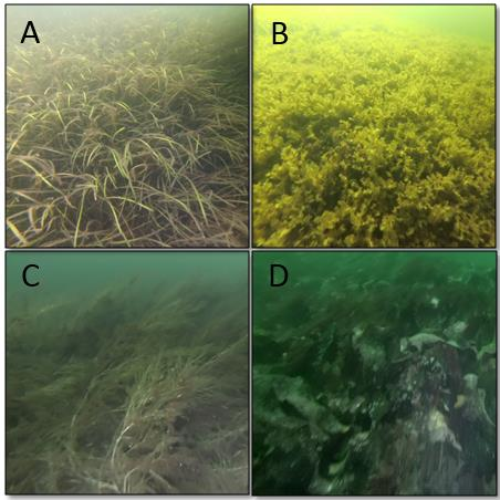 AquaBiota Report 2016:03 Identifiera typbiotoper Identifiera typområden i sjömätningsdata med hjälp av överlagrande videodata De svenska artnamn som används i rapporten följer Dyntaxa vilket är