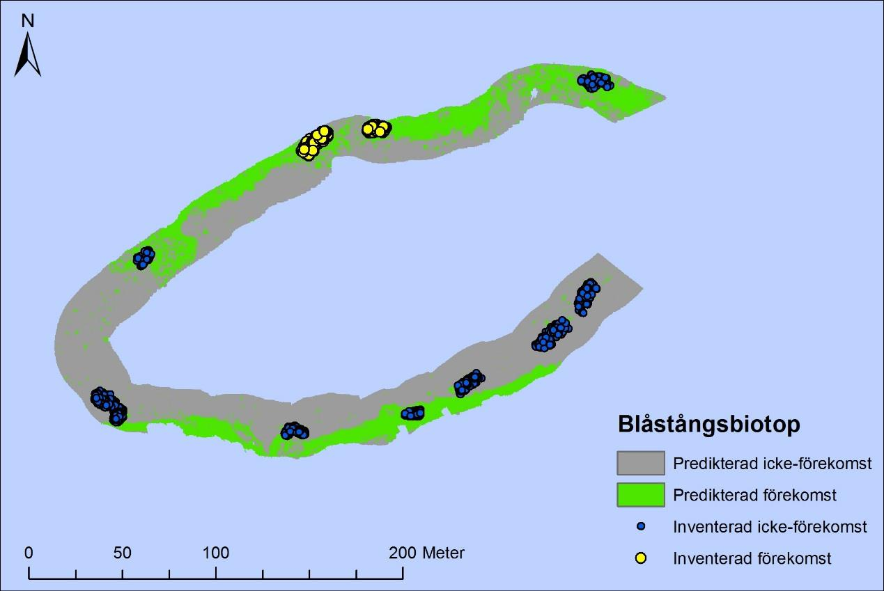 Kartering av bentiska biotoper med hjälp av flerstråligt ekolod En pilotstudie om utökad användning av sjömätningsdata Figur 35 Prediktionskartor för transekt 7 i Stockholm som representerar områden