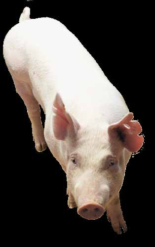 svinseminariet Svinens välmående möjligheter och utmaningar Anna Valros, professor i husdjursvälfärd vid Helsingfors Universitet, inledde eftermiddagens första stora ämne, svinens välmående.